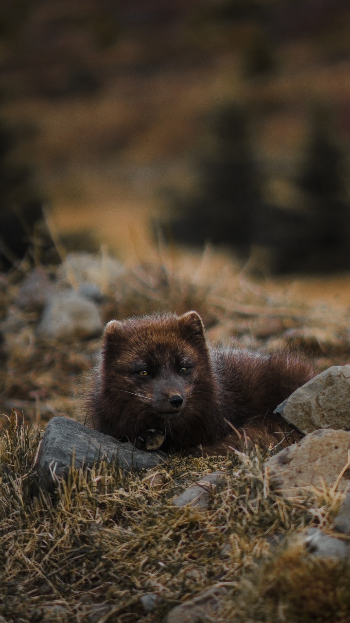 Brown Animal on Gray Rock During Daytime. Wallpaper in 720x1280 Resolution