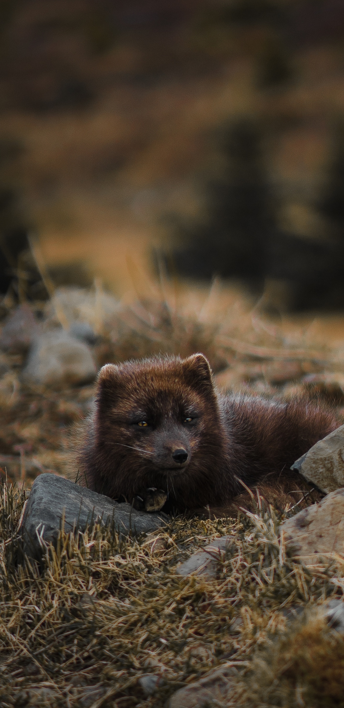 北极狐, 福克斯, 野生动物, 陆地动物, Mustelidae 壁纸 1440x2960 允许