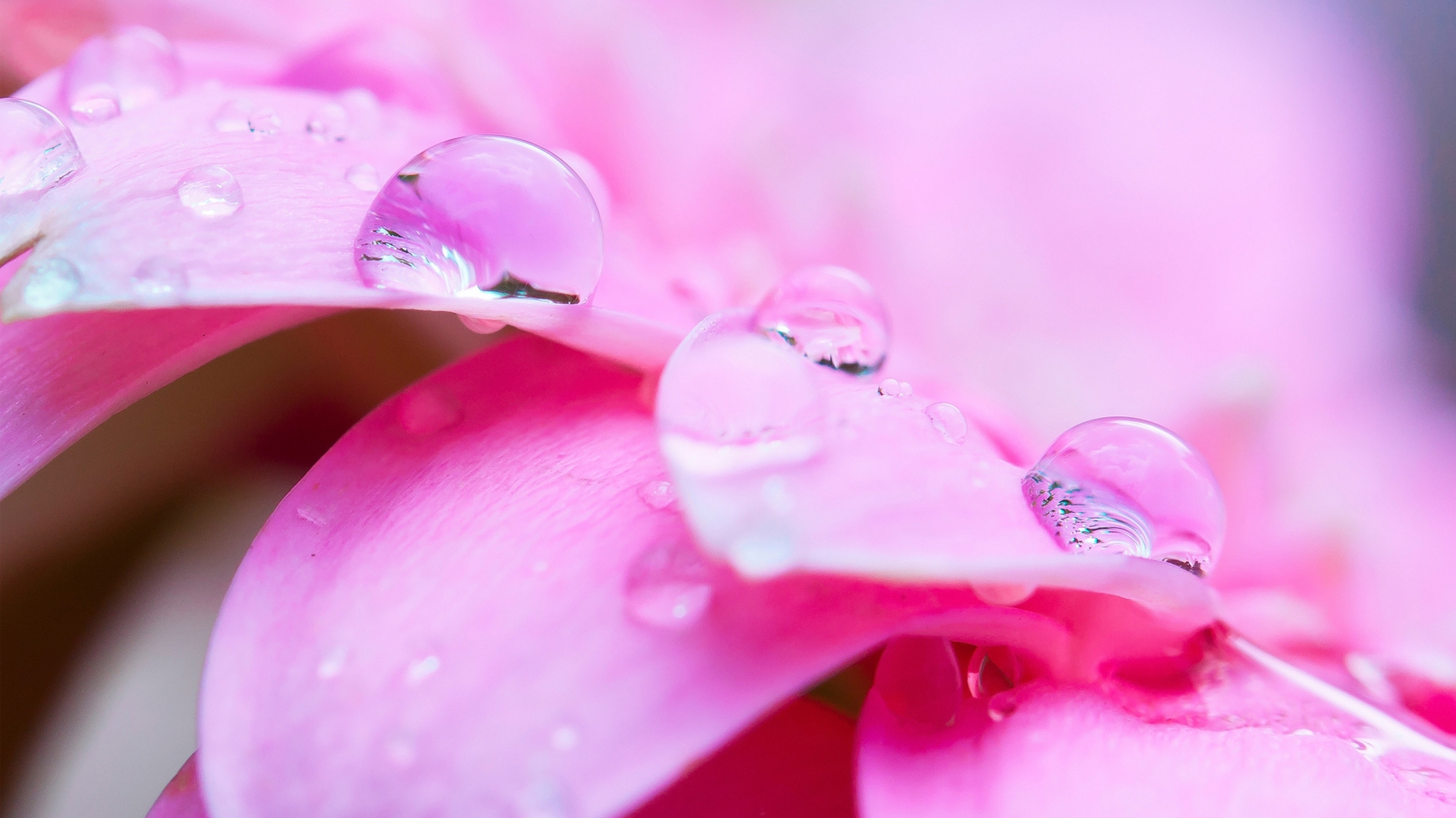 Gouttelettes D'eau Sur Fleur Violette. Wallpaper in 3840x2160 Resolution