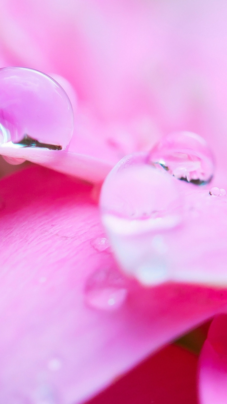 Gotas de Agua en Flor Morada. Wallpaper in 750x1334 Resolution