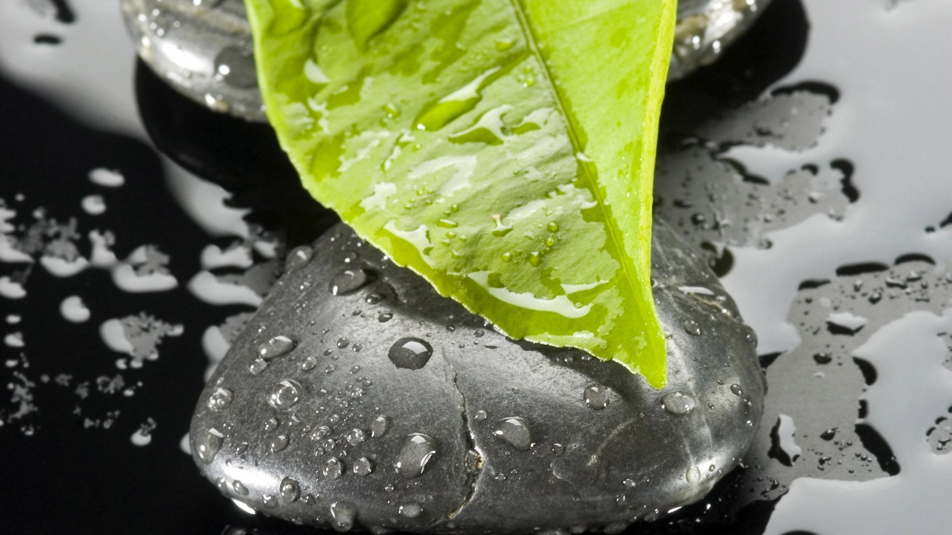 Gouttelettes D'eau Sur Feuille Verte. Wallpaper in 1920x1080 Resolution