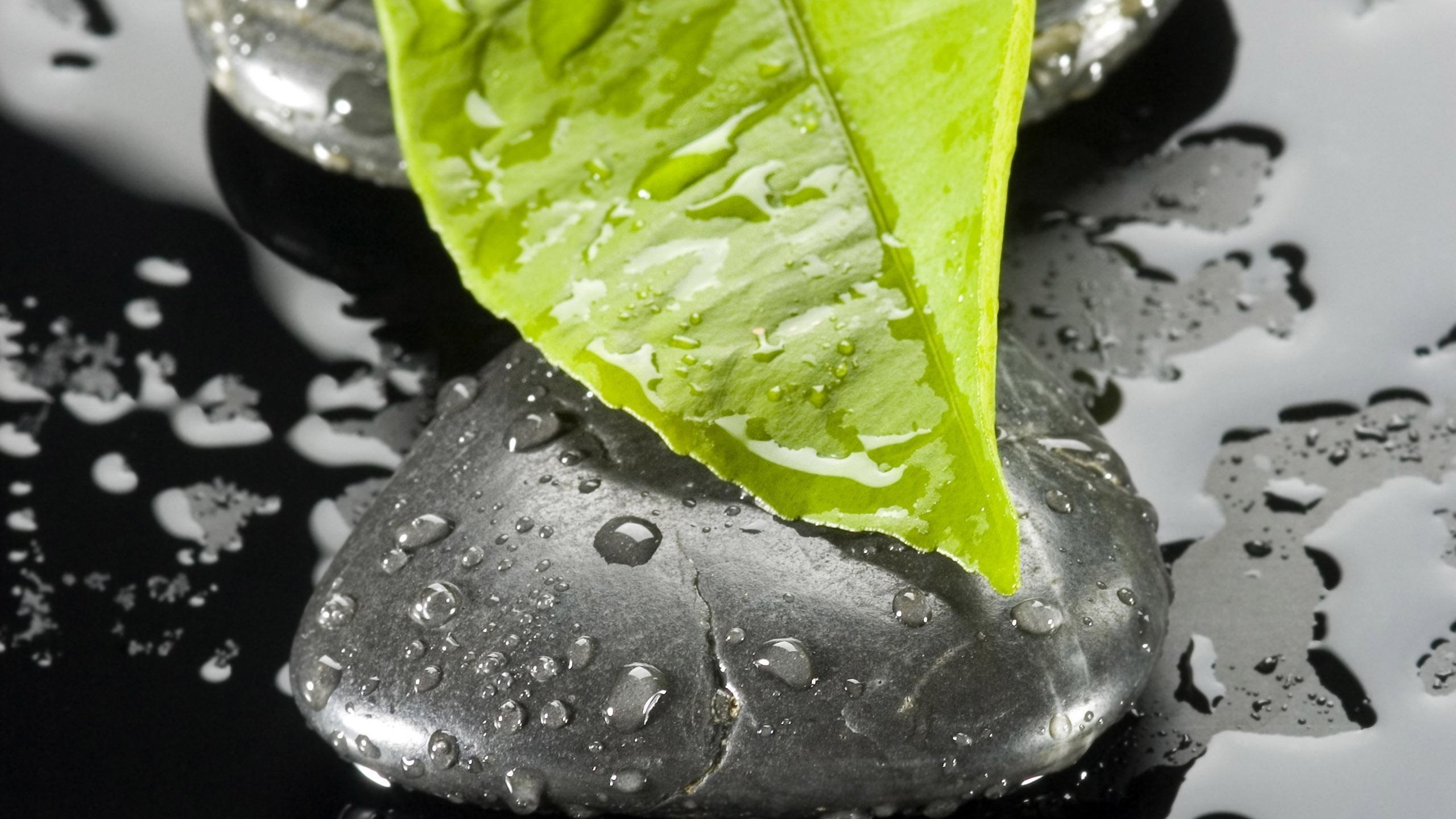 Gouttelettes D'eau Sur Feuille Verte. Wallpaper in 2560x1440 Resolution