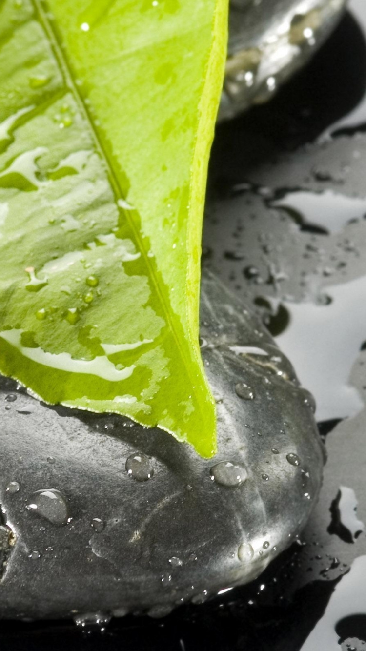 Gouttelettes D'eau Sur Feuille Verte. Wallpaper in 750x1334 Resolution