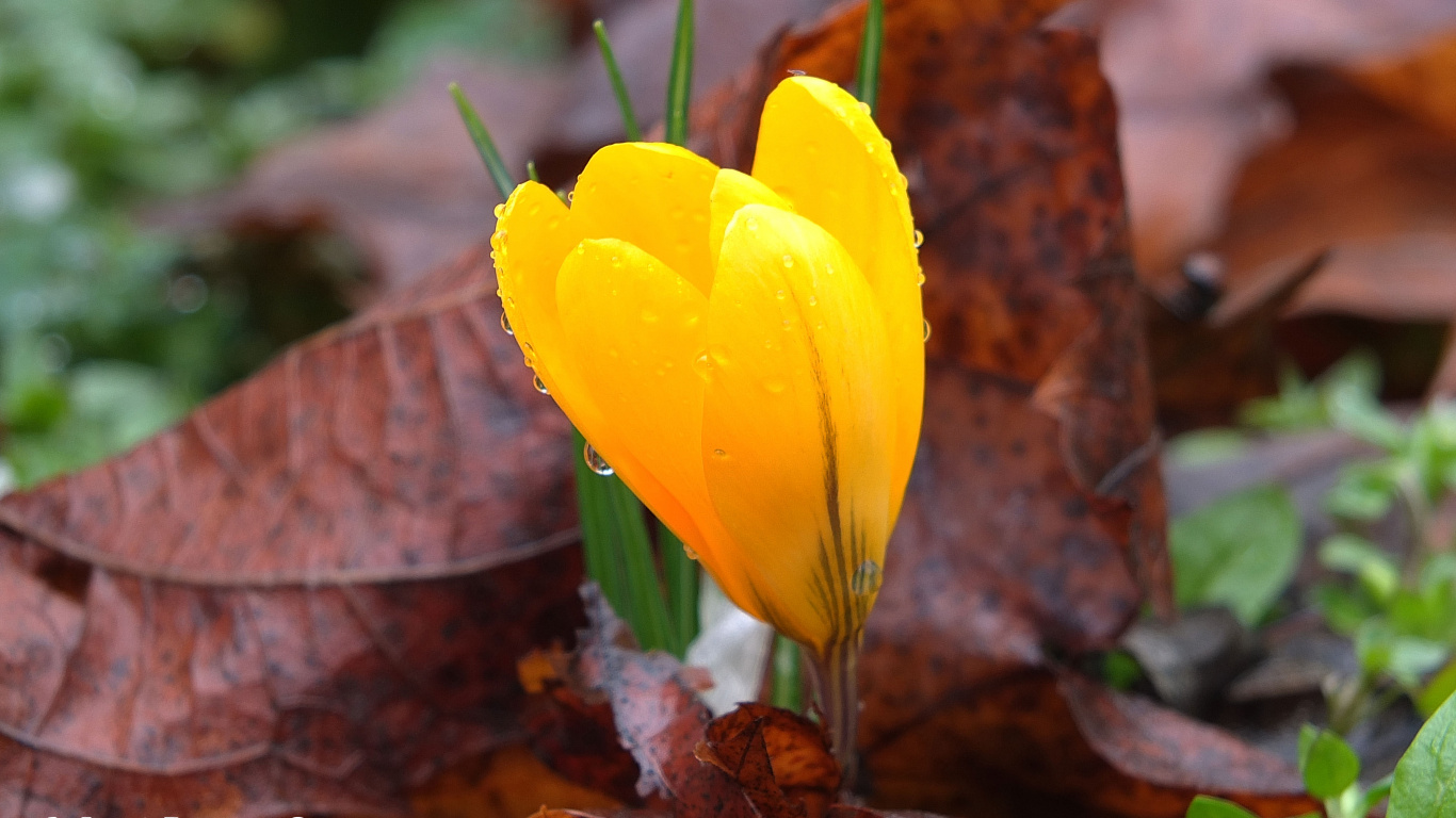 Gelbe Blume Auf Braunen Getrockneten Blättern. Wallpaper in 1366x768 Resolution