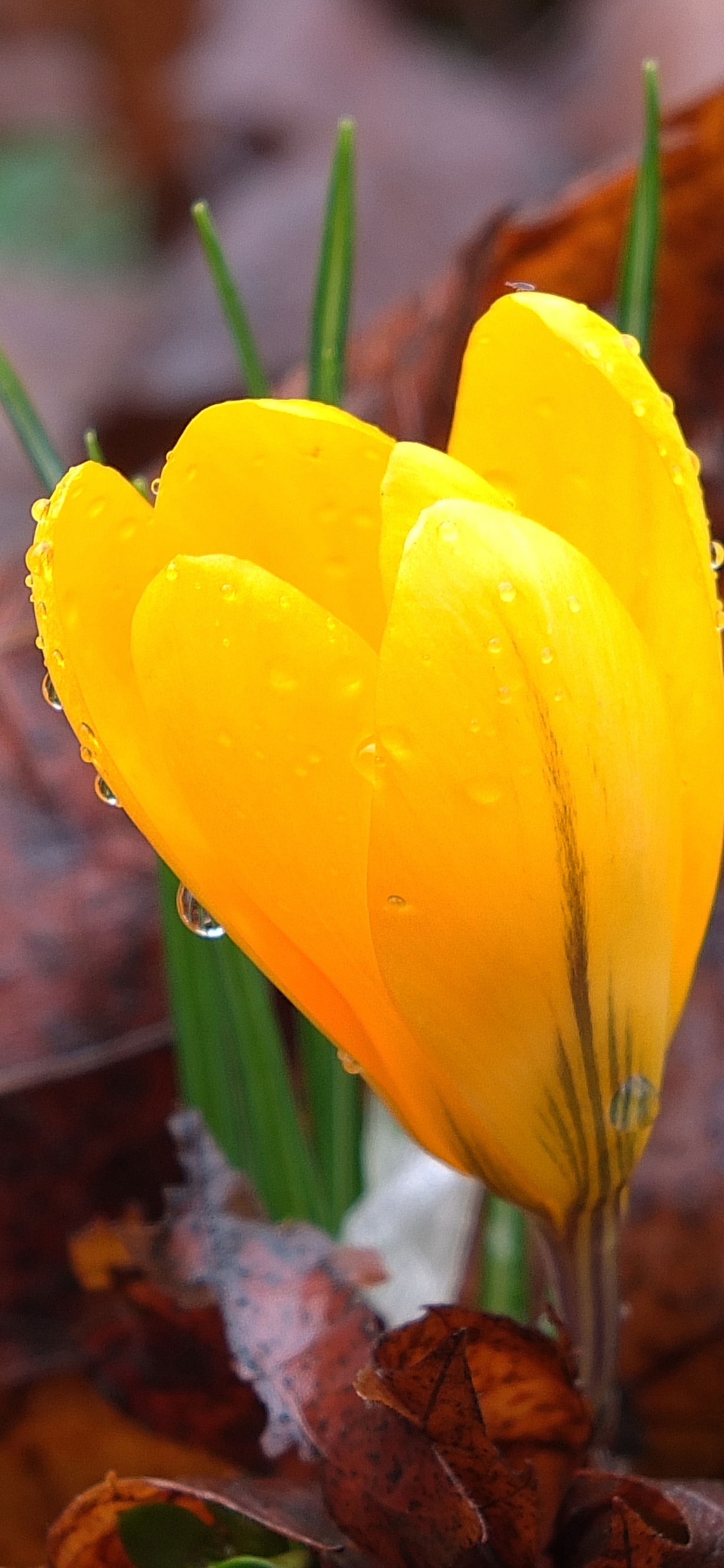 Yellow Flower on Brown Dried Leaves. Wallpaper in 1125x2436 Resolution