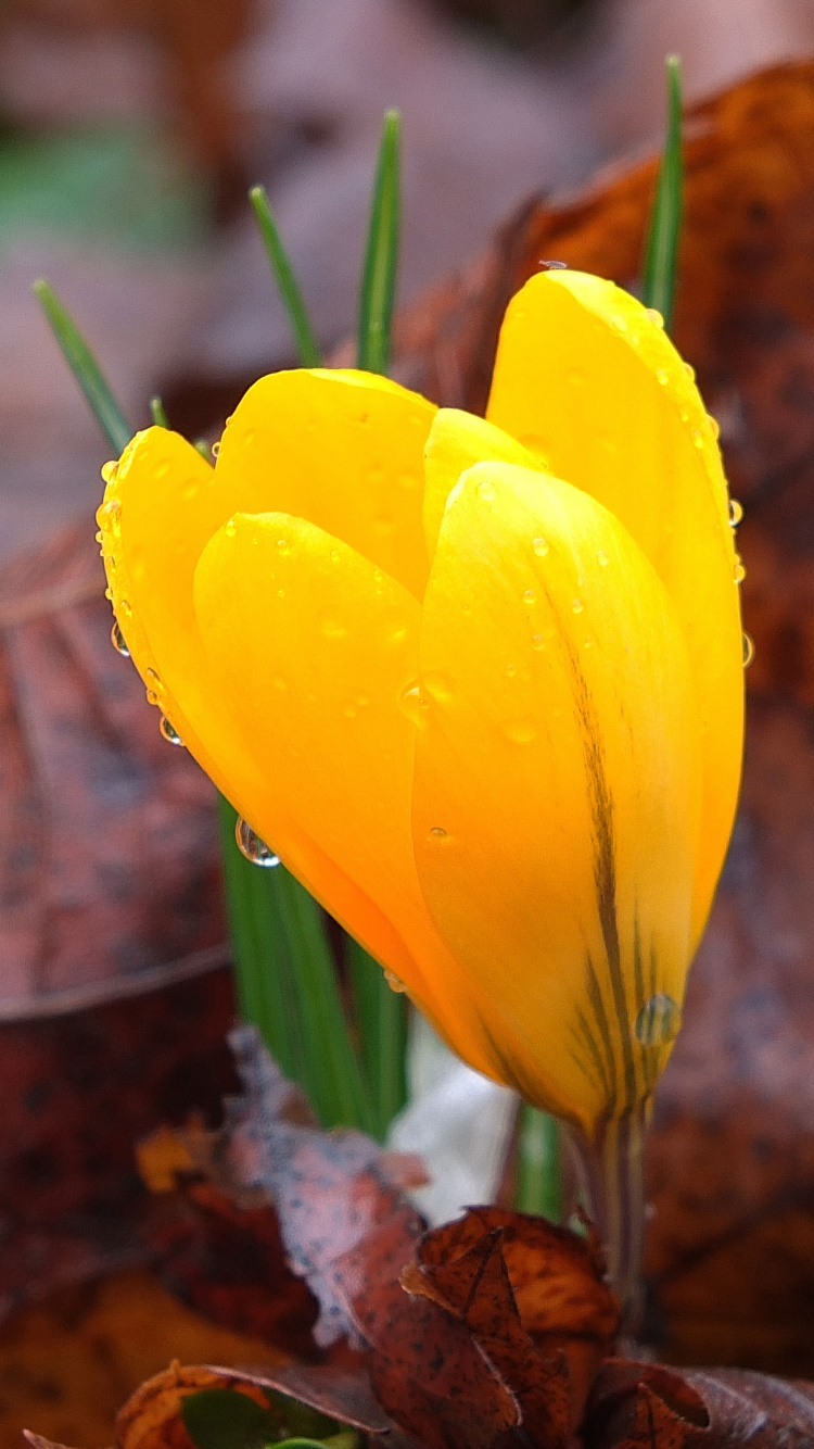 Yellow Flower on Brown Dried Leaves. Wallpaper in 750x1334 Resolution