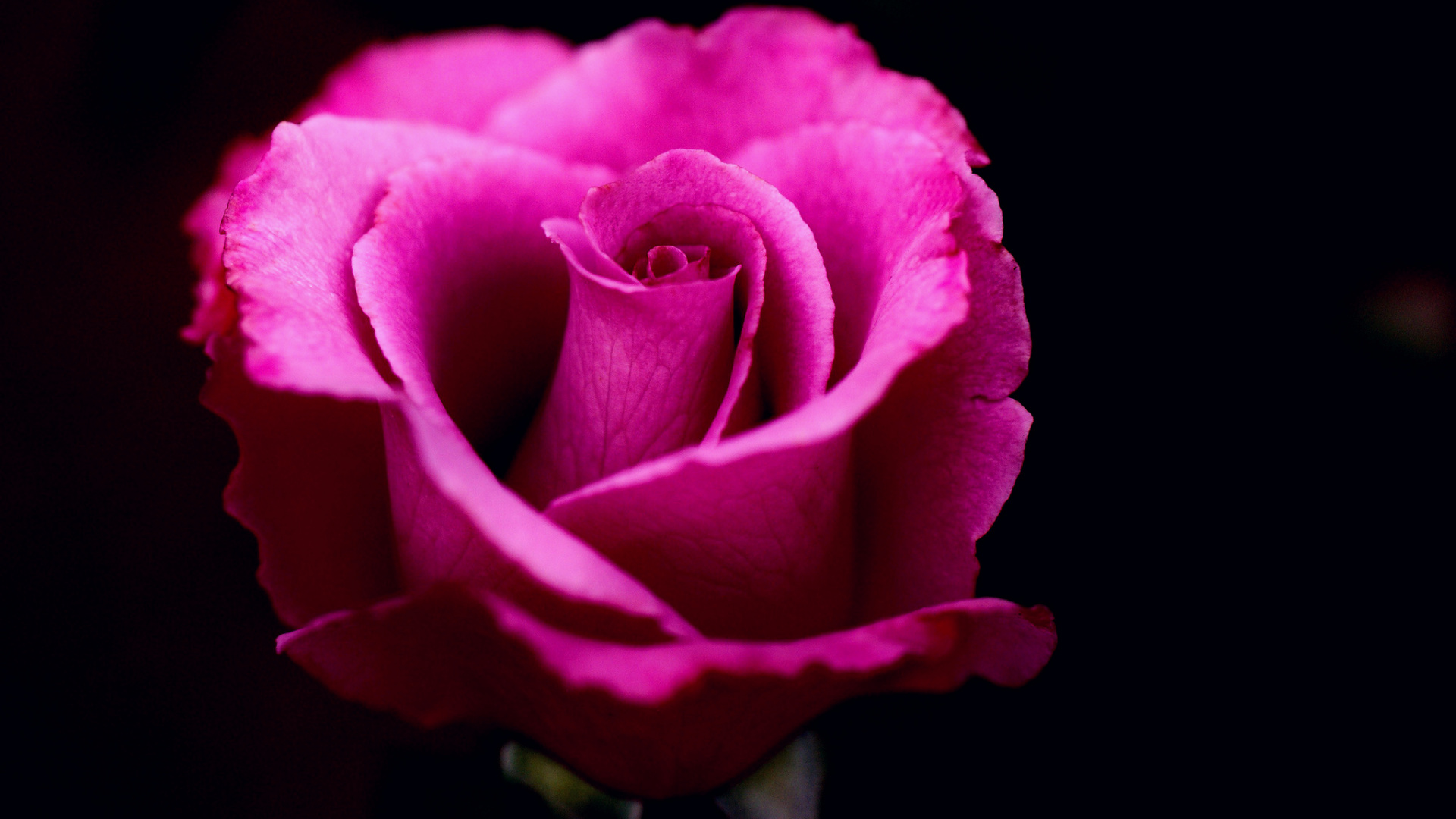 Rosa Rose in Nahaufnahmen. Wallpaper in 1920x1080 Resolution