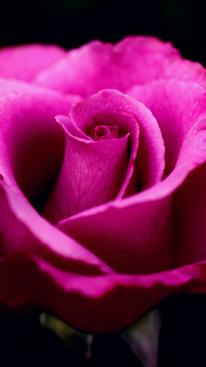 Rosa Rose in Nahaufnahmen. Wallpaper in 720x1280 Resolution