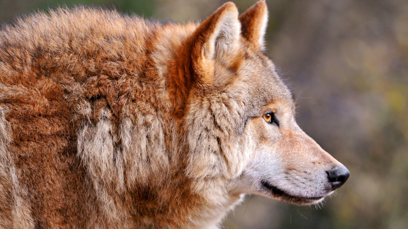 Loup Brun et Blanc Pendant la Journée. Wallpaper in 1366x768 Resolution