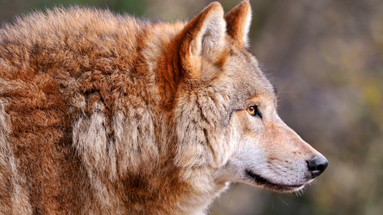 Lobo Marrón y Blanco Durante el Día. Wallpaper in 1280x720 Resolution