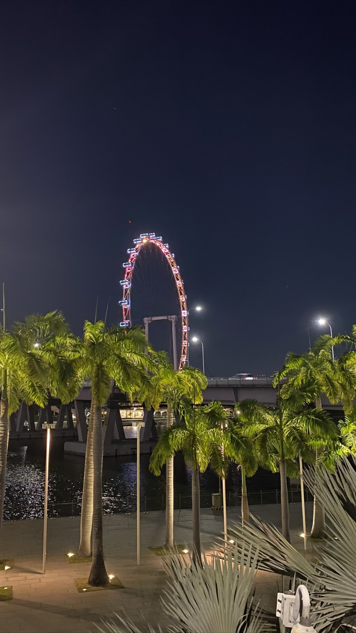 Singapour, Palmier, Nuit, Sabal Mineur, Plantes Ligneuses. Wallpaper in 720x1280 Resolution