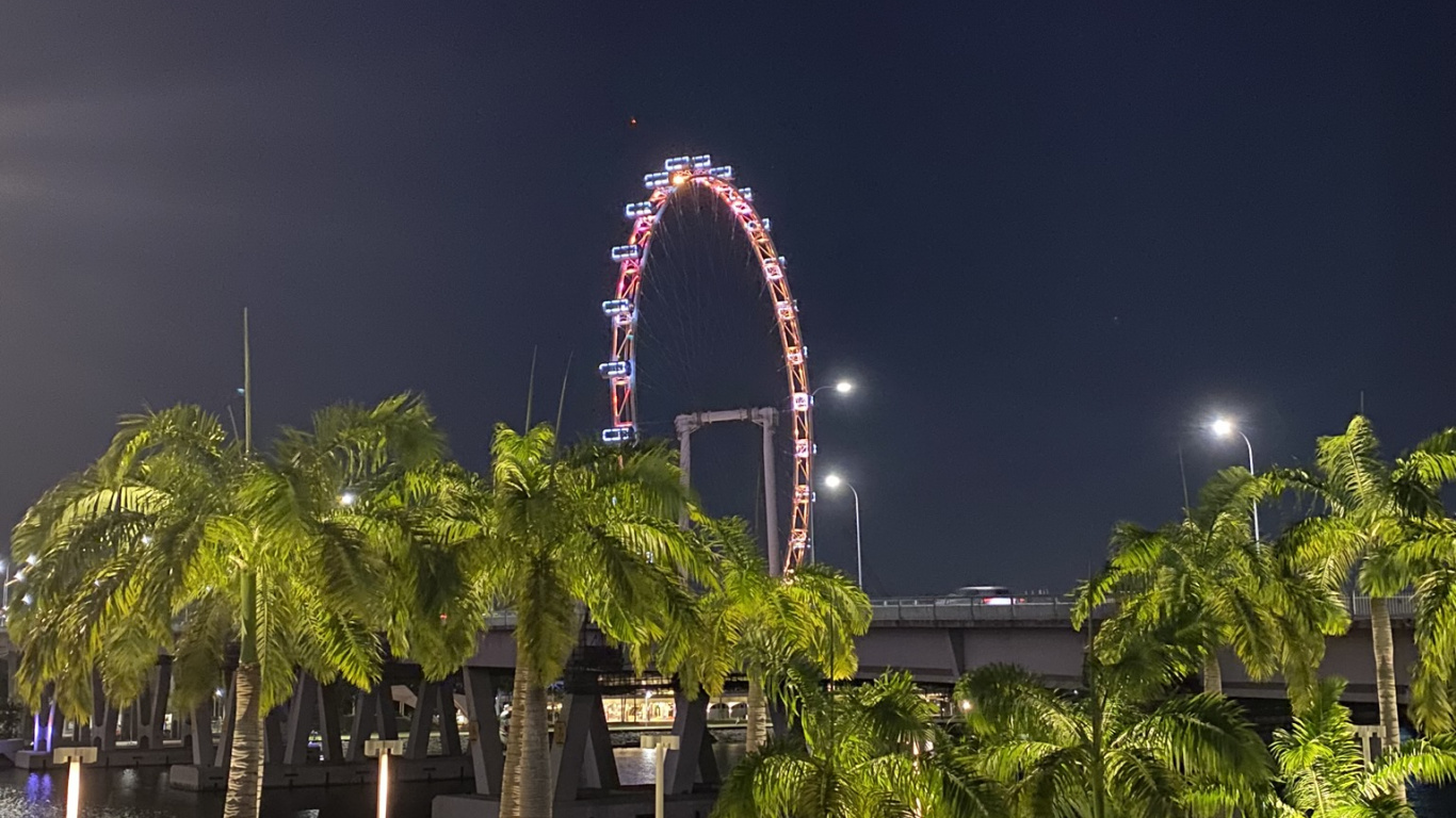 Singapur, Hito, Palmera, Sabal Menor, Planta Leñosa. Wallpaper in 1366x768 Resolution