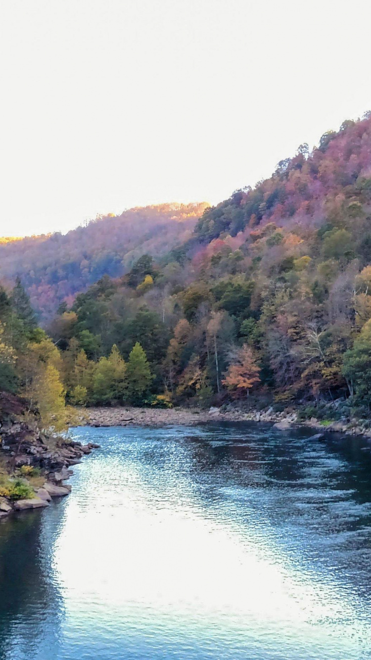 Green Trees Beside River During Daytime. Wallpaper in 750x1334 Resolution