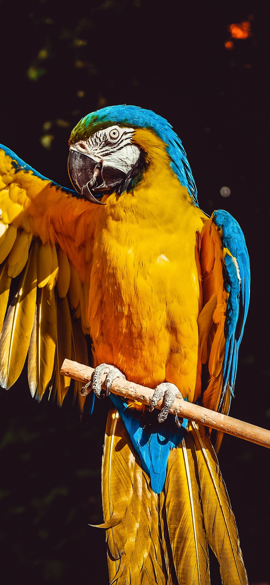 Gelber Blauer Und Oranger Papagei. Wallpaper in 1125x2436 Resolution