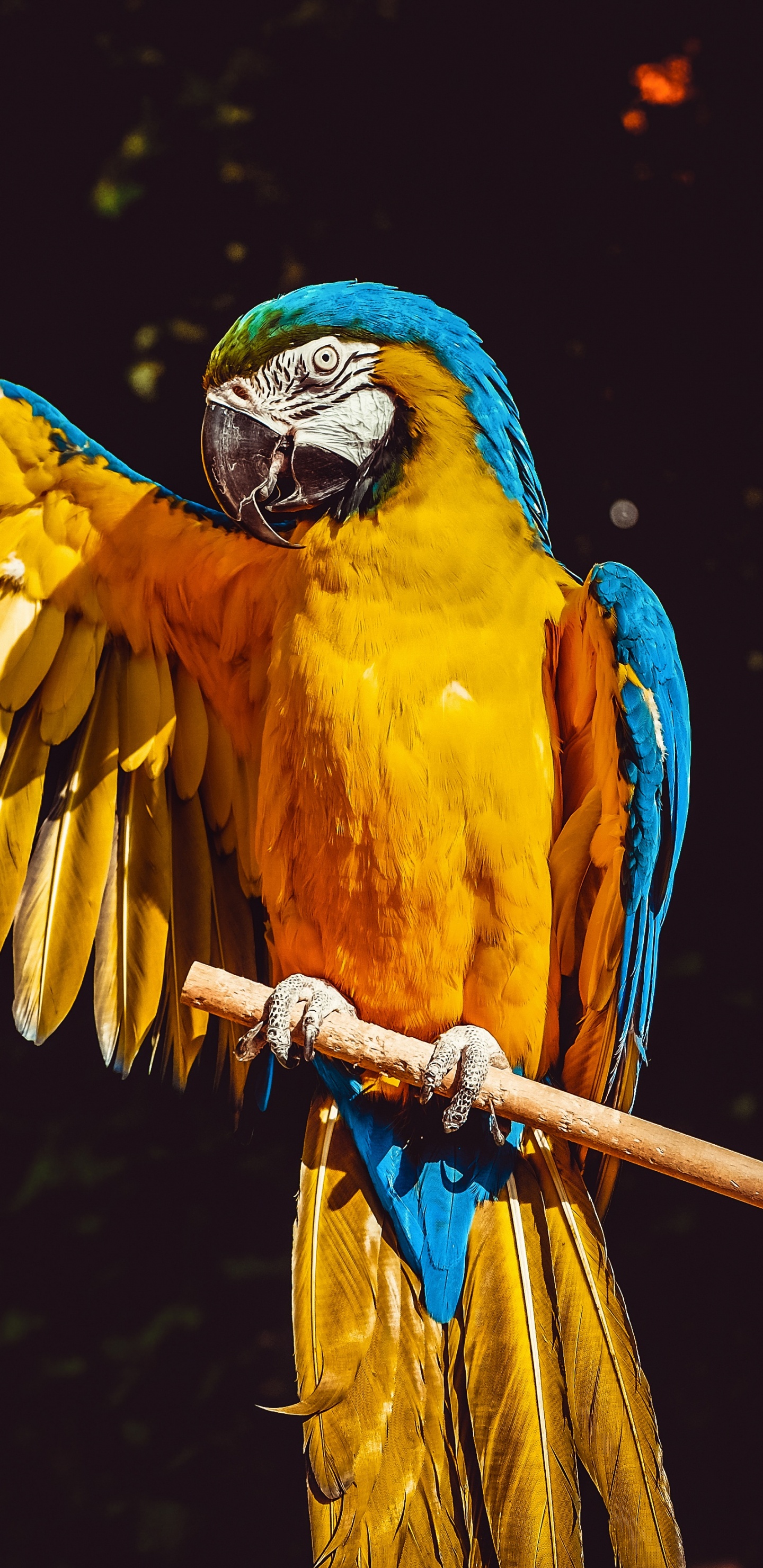 Gelber Blauer Und Oranger Papagei. Wallpaper in 1440x2960 Resolution