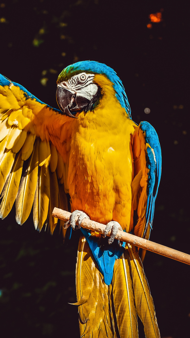 Gelber Blauer Und Oranger Papagei. Wallpaper in 750x1334 Resolution