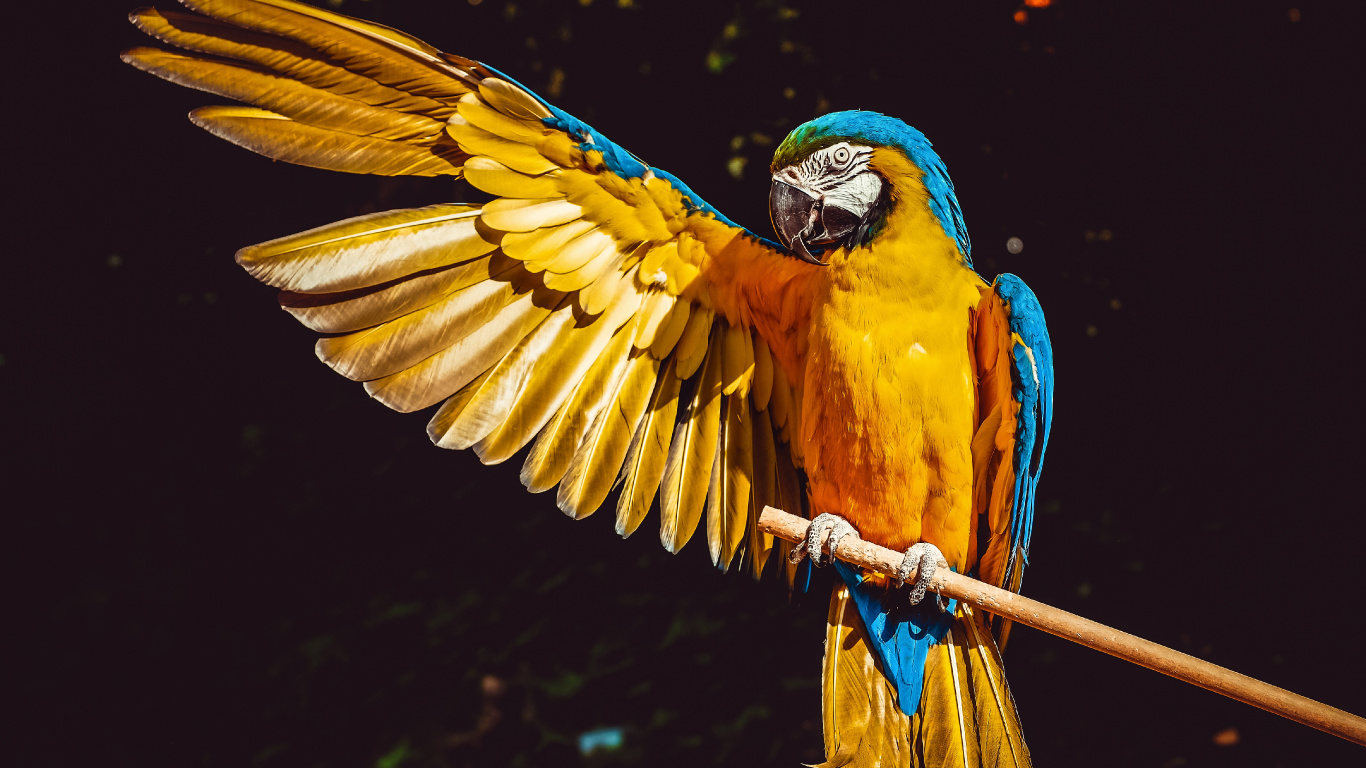 金刚鹦鹉, 鸟, 黄色的, 翼, 羽毛 壁纸 1366x768 允许