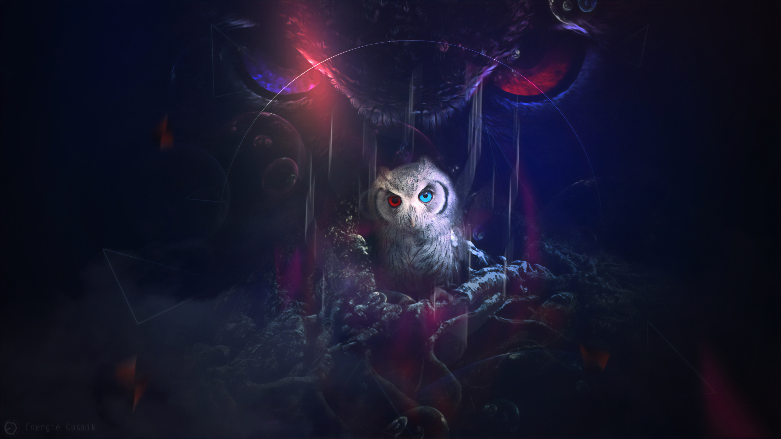 White Owl With Red Light. Wallpaper in 2560x1440 Resolution