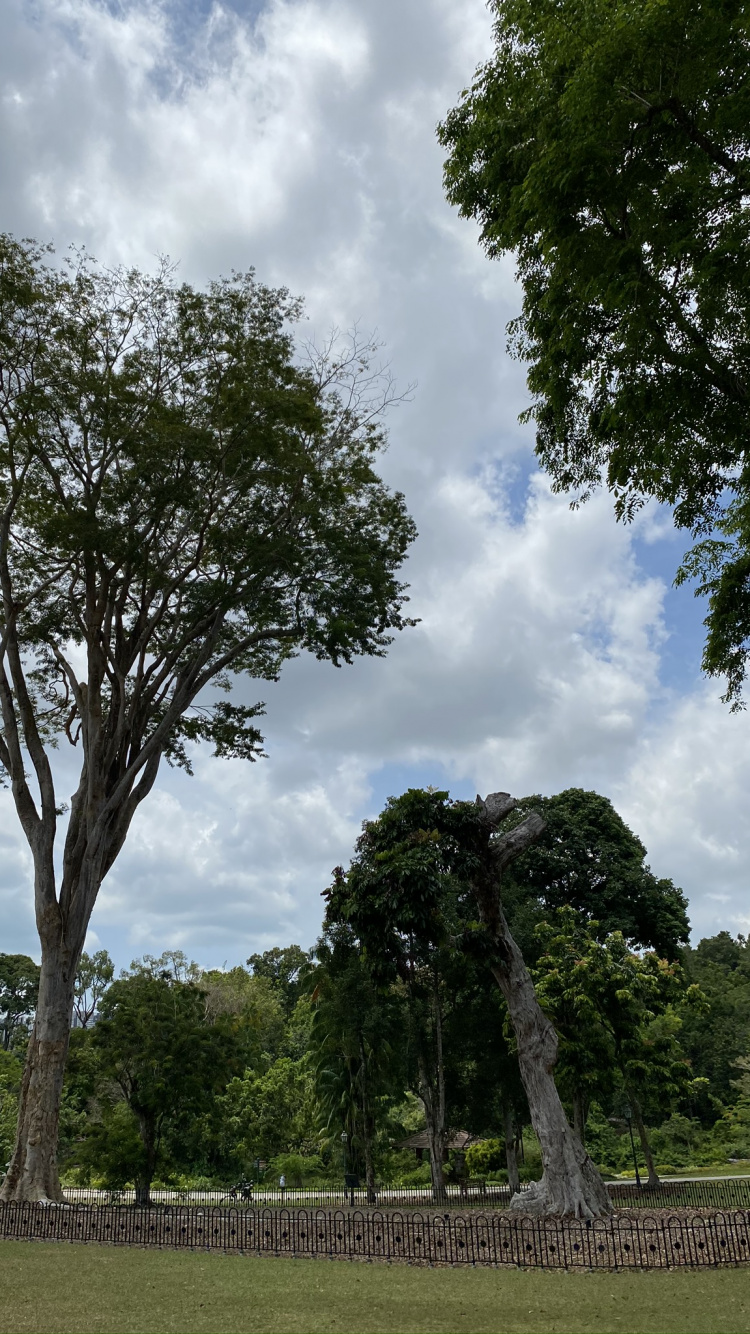 Feuille, Plantes Ligneuses, Cumulus, Plantation, Parc. Wallpaper in 750x1334 Resolution