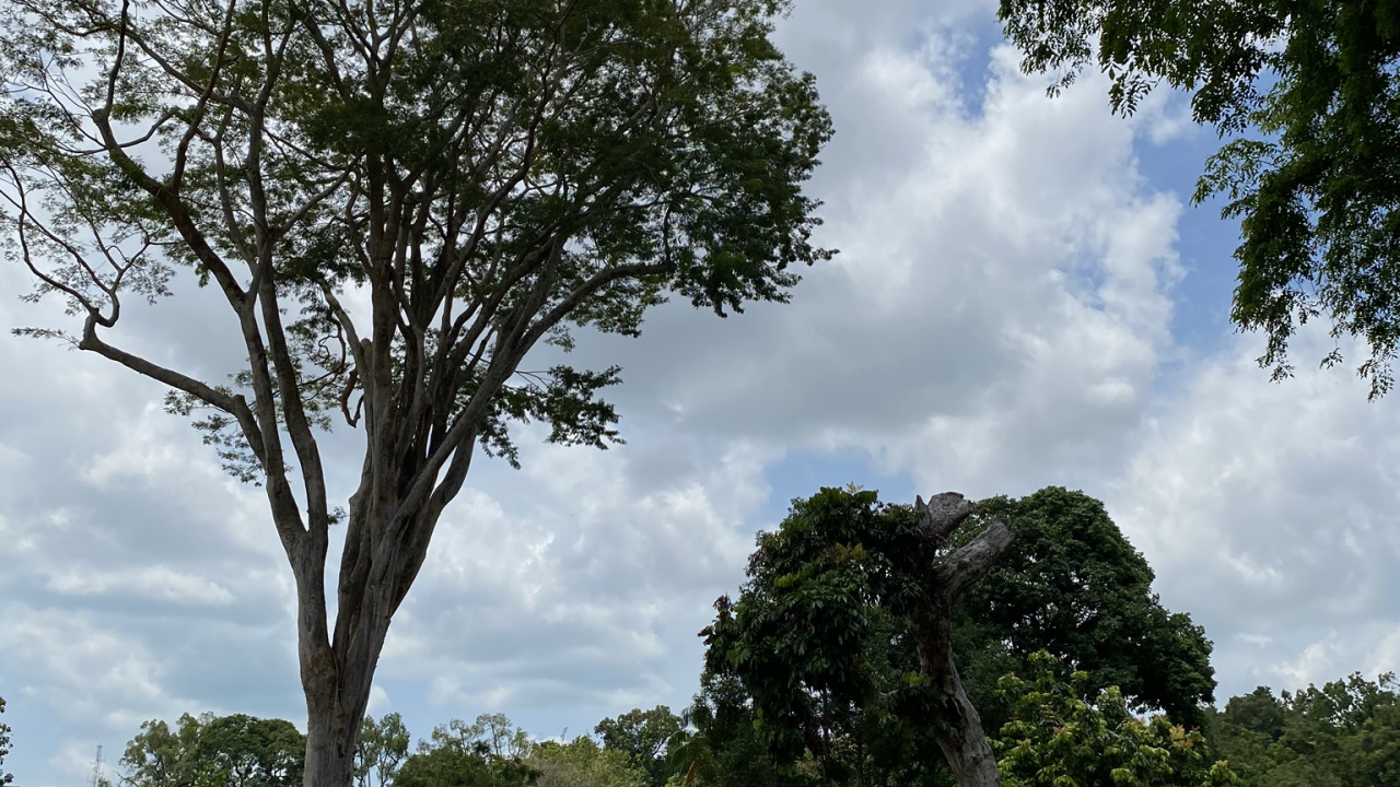 Leaf, Branch, Cloud, Tree, Woody Plant. Wallpaper in 1280x720 Resolution