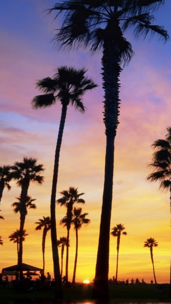 Silhouette de Palmiers au Coucher du Soleil. Wallpaper in 720x1280 Resolution