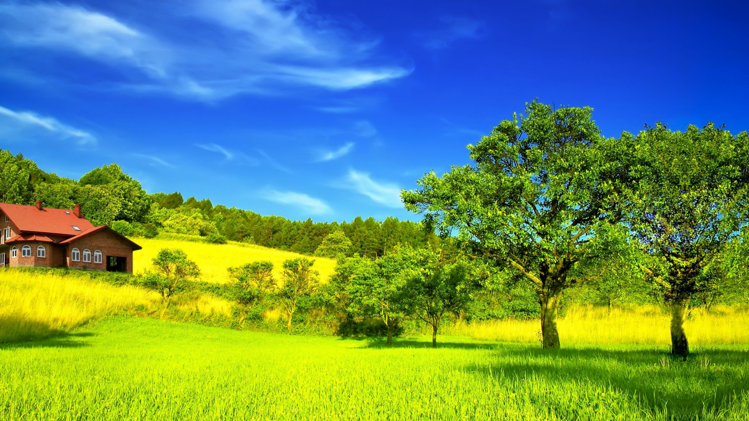 Champ D'herbe Verte Avec Des Arbres Verts Sous Ciel Bleu Pendant la Journée. Wallpaper in 2560x1440 Resolution