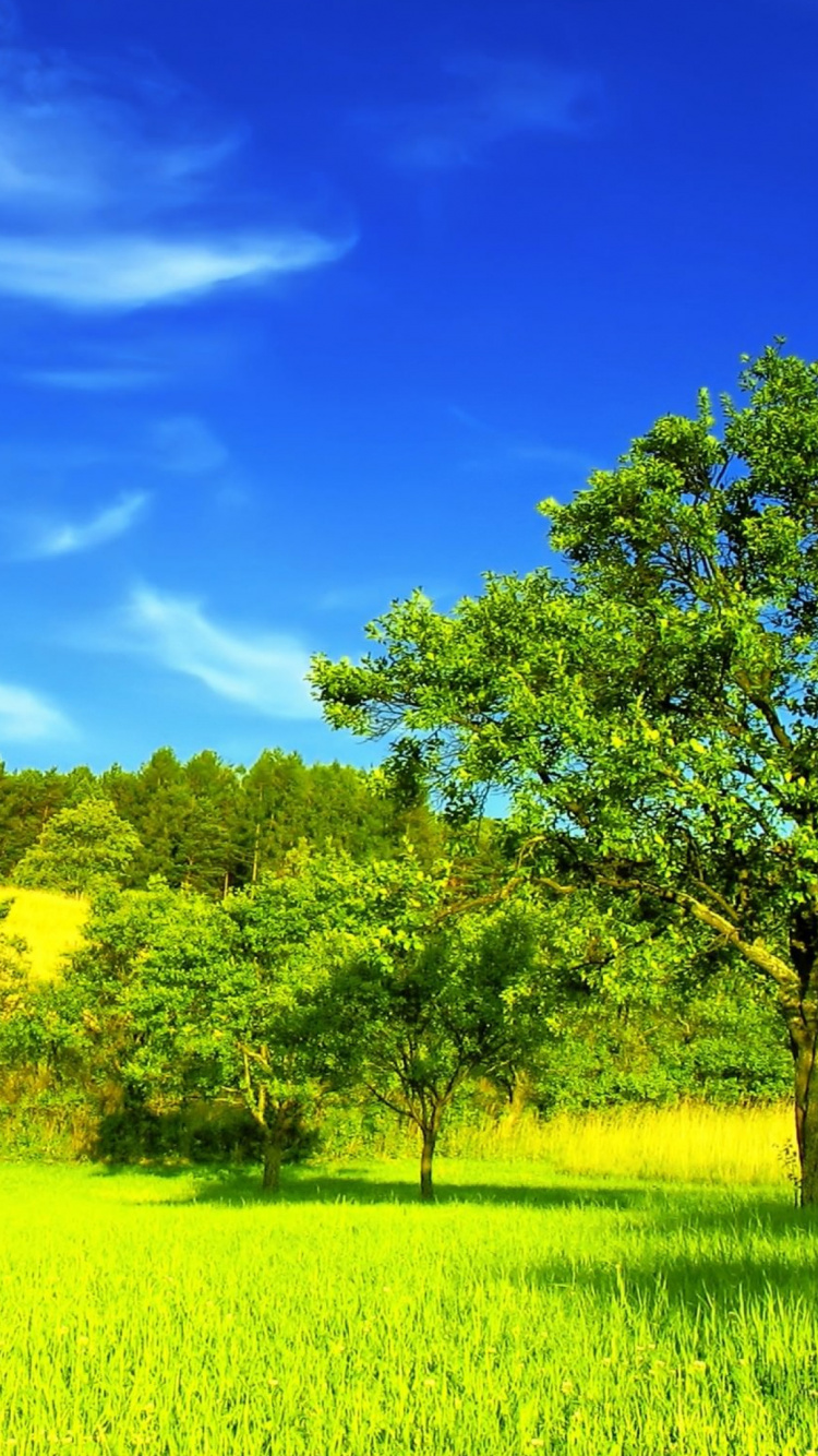 Champ D'herbe Verte Avec Des Arbres Verts Sous Ciel Bleu Pendant la Journée. Wallpaper in 750x1334 Resolution