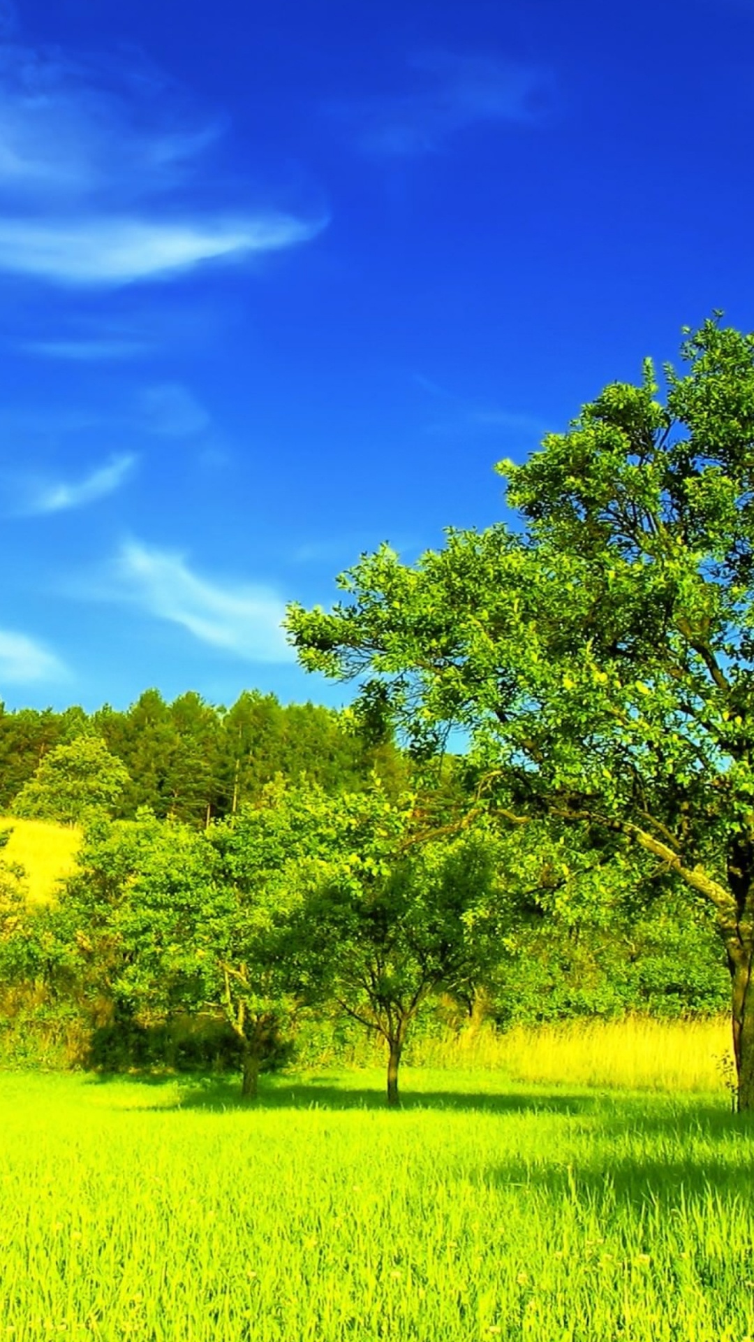 Grüne Wiese Mit Grünen Bäumen Unter Blauem Himmel Tagsüber. Wallpaper in 1080x1920 Resolution