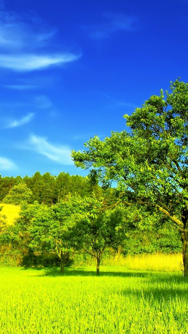 Grüne Wiese Mit Grünen Bäumen Unter Blauem Himmel Tagsüber. Wallpaper in 720x1280 Resolution