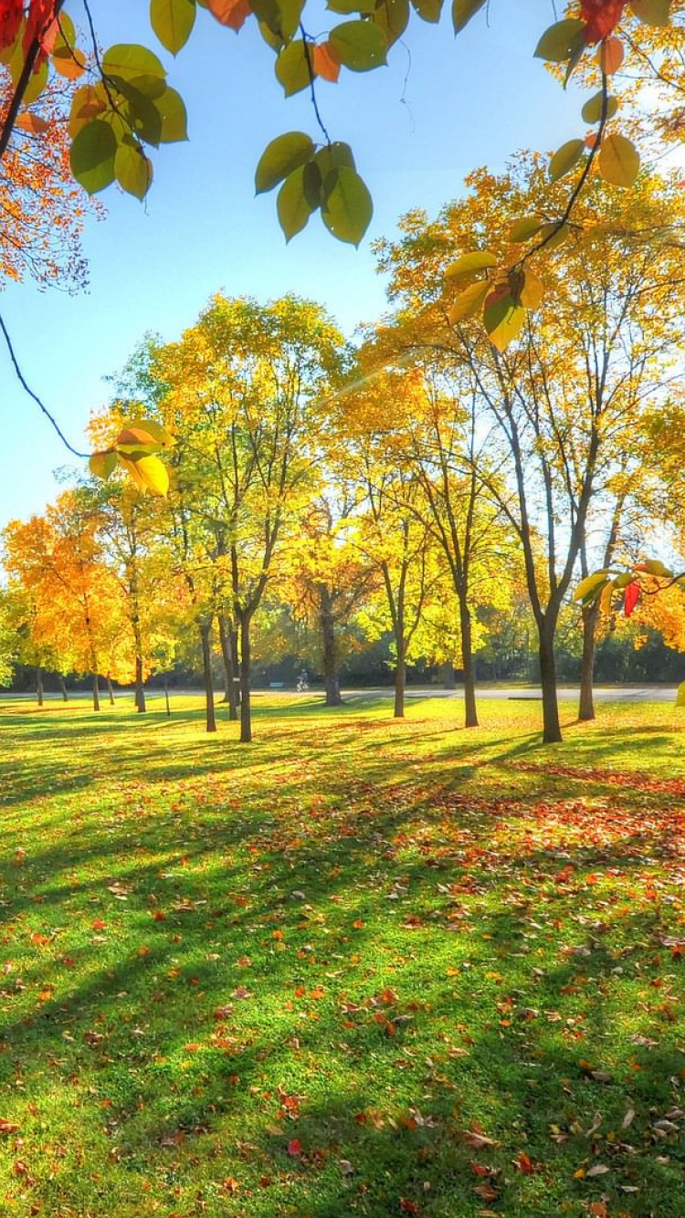 Champ D'herbe Verte Avec Des Arbres. Wallpaper in 750x1334 Resolution