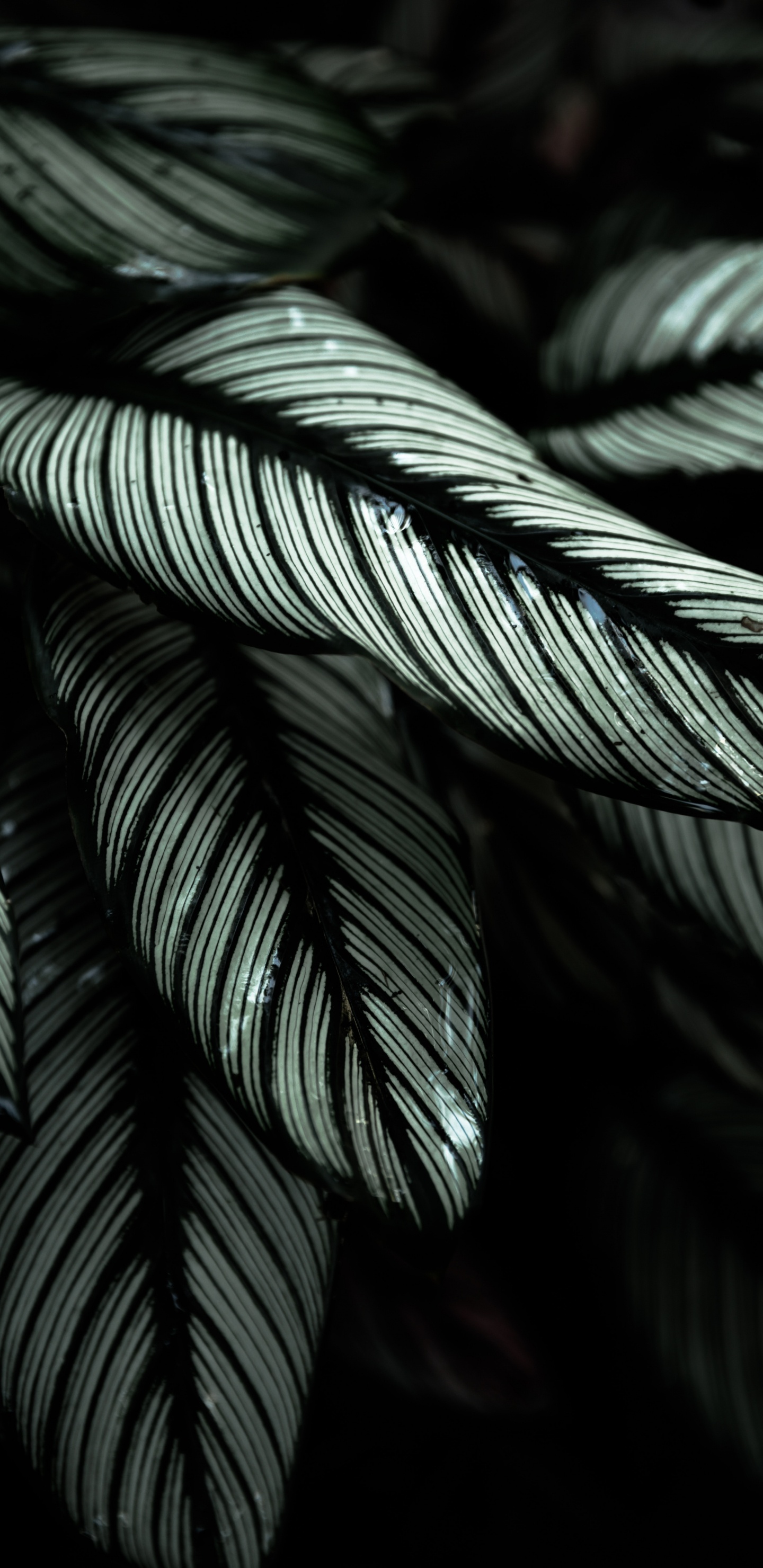 Feder, Baum, Blatt, Botanik, Schwarz Weiß - M. Wallpaper in 1440x2960 Resolution