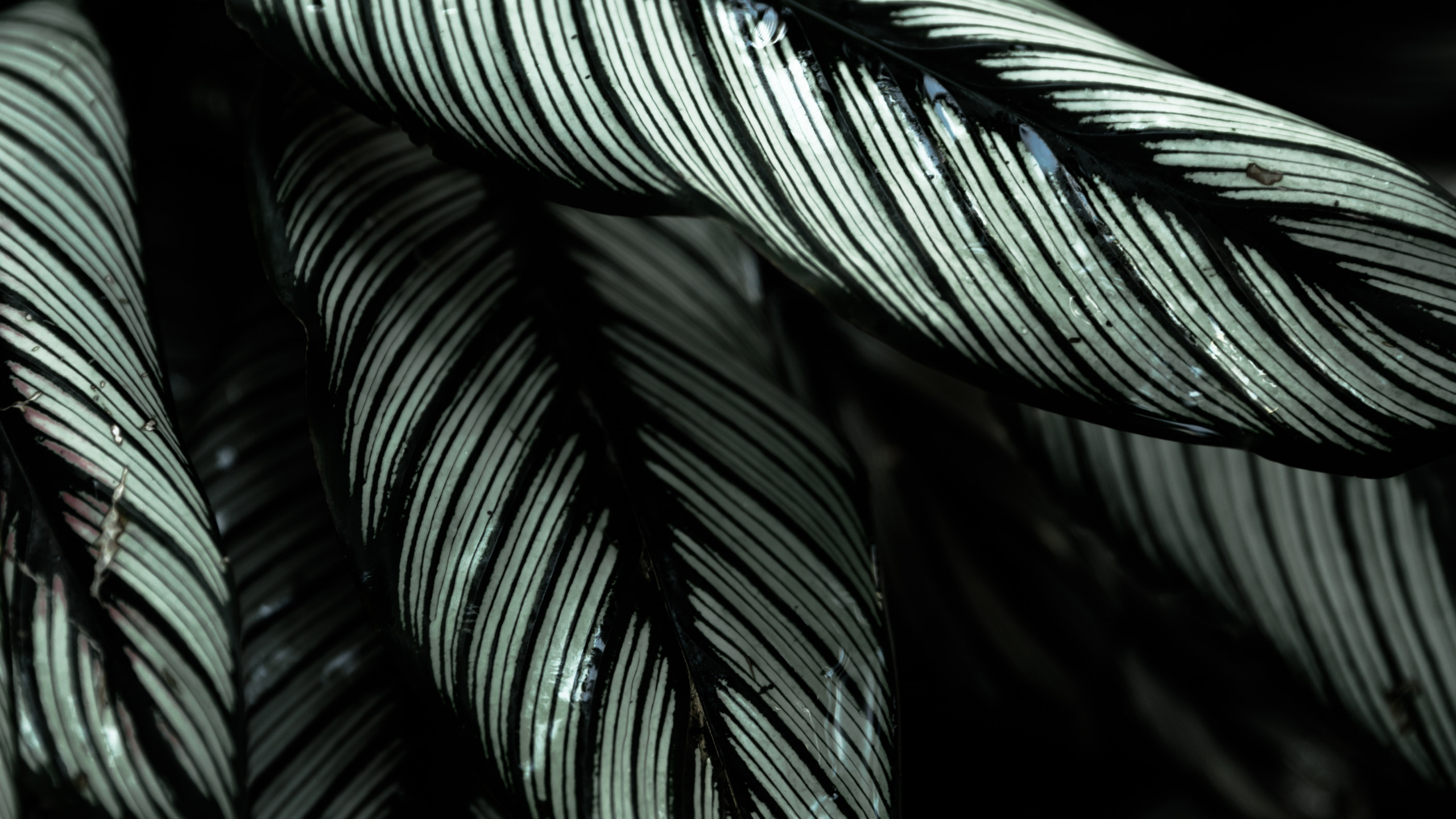 Feder, Baum, Blatt, Botanik, Schwarz Weiß - M. Wallpaper in 2560x1440 Resolution