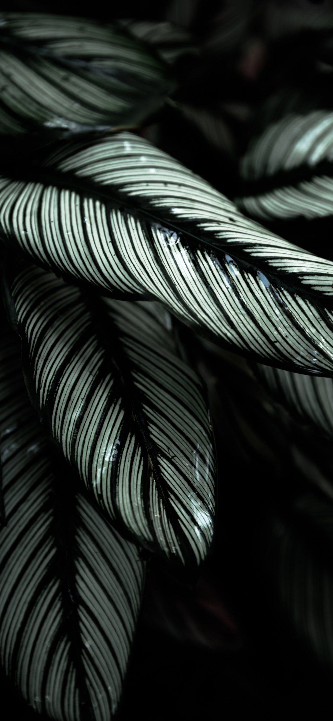 la Botánica, Negro Blanco - M, Negro, en Blanco y Negro, Pierrot. Wallpaper in 1125x2436 Resolution