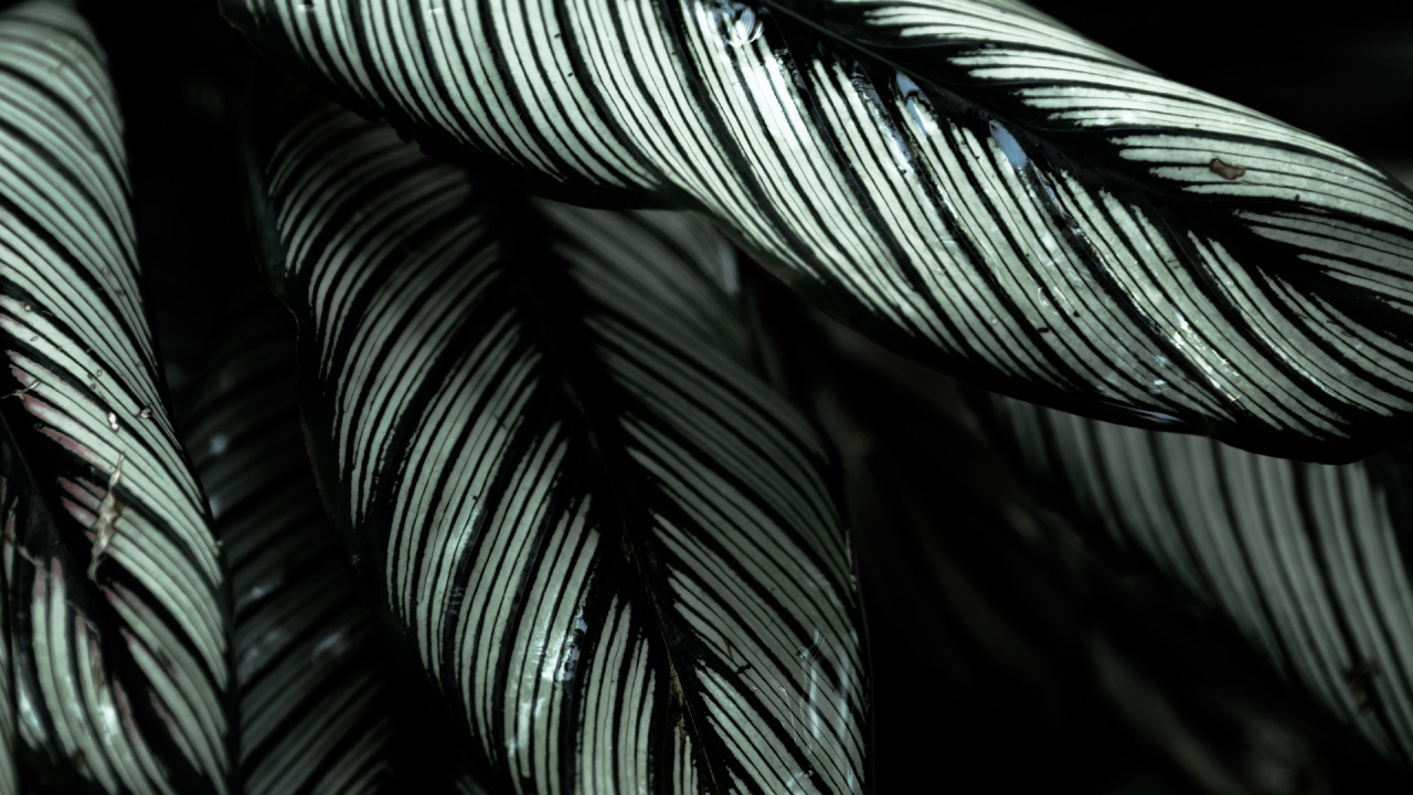 la Botánica, Negro Blanco - M, Negro, en Blanco y Negro, Pierrot. Wallpaper in 1280x720 Resolution