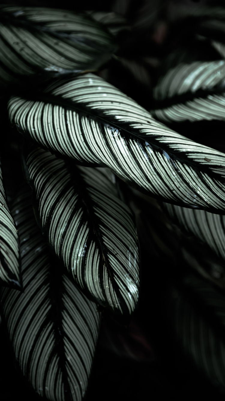 Plant, Feather, Tree, Leaf, Botany. Wallpaper in 750x1334 Resolution