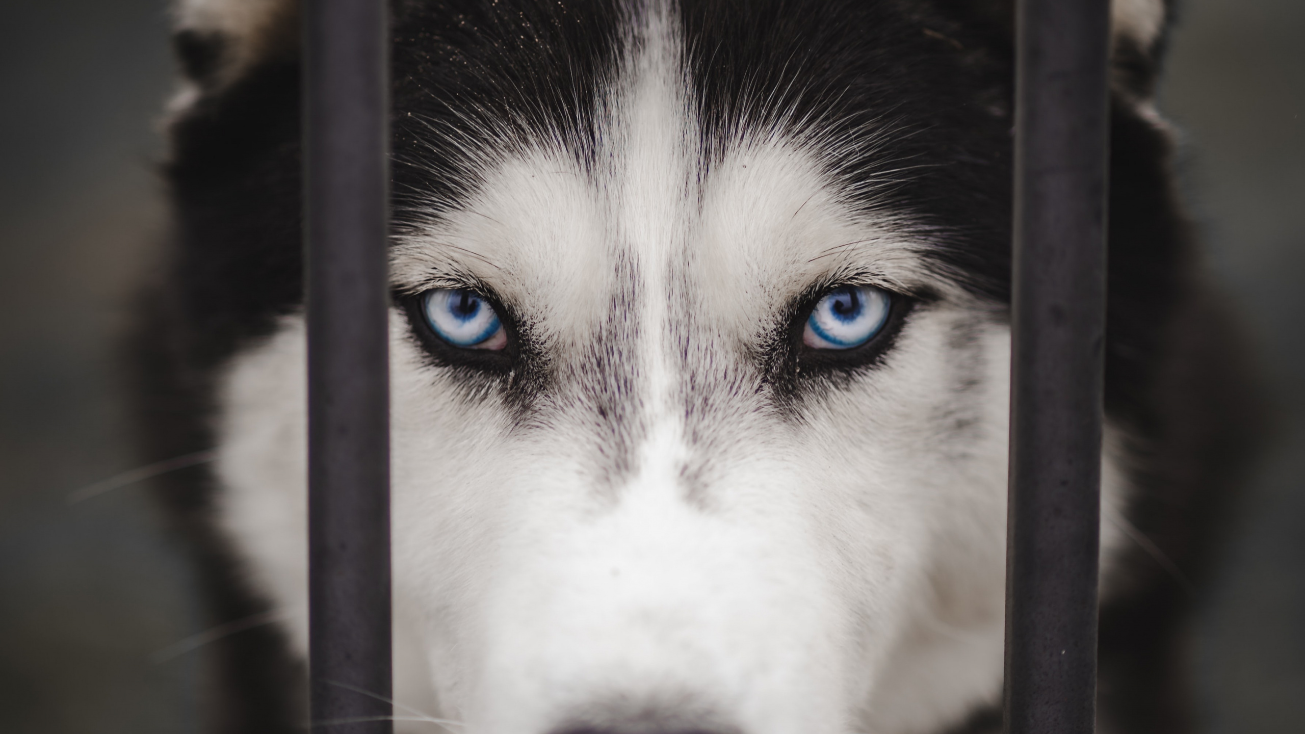 Husky Siberiano, el Malamute de Alaska, Perro Inuit Canadiense, Miniatura Husky Siberiano, Sakhalin Husky. Wallpaper in 2560x1440 Resolution