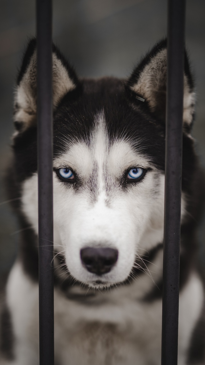 Husky Siberiano, el Malamute de Alaska, Perro Inuit Canadiense, Miniatura Husky Siberiano, Sakhalin Husky. Wallpaper in 720x1280 Resolution