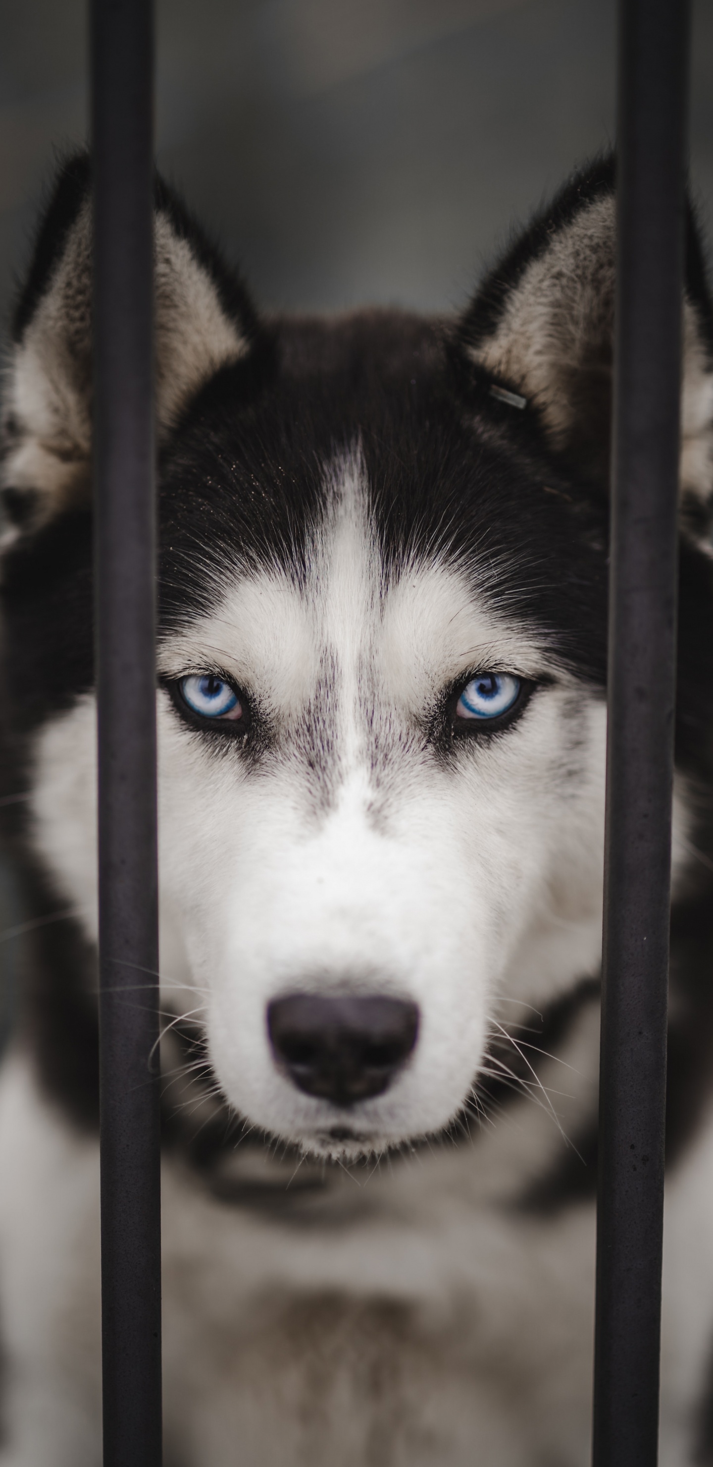 Husky Sibérien, le Malamute de L'alaska, Chien Inuit Canadien, Miniature Husky Sibérien, Sakhaline Husky. Wallpaper in 1440x2960 Resolution