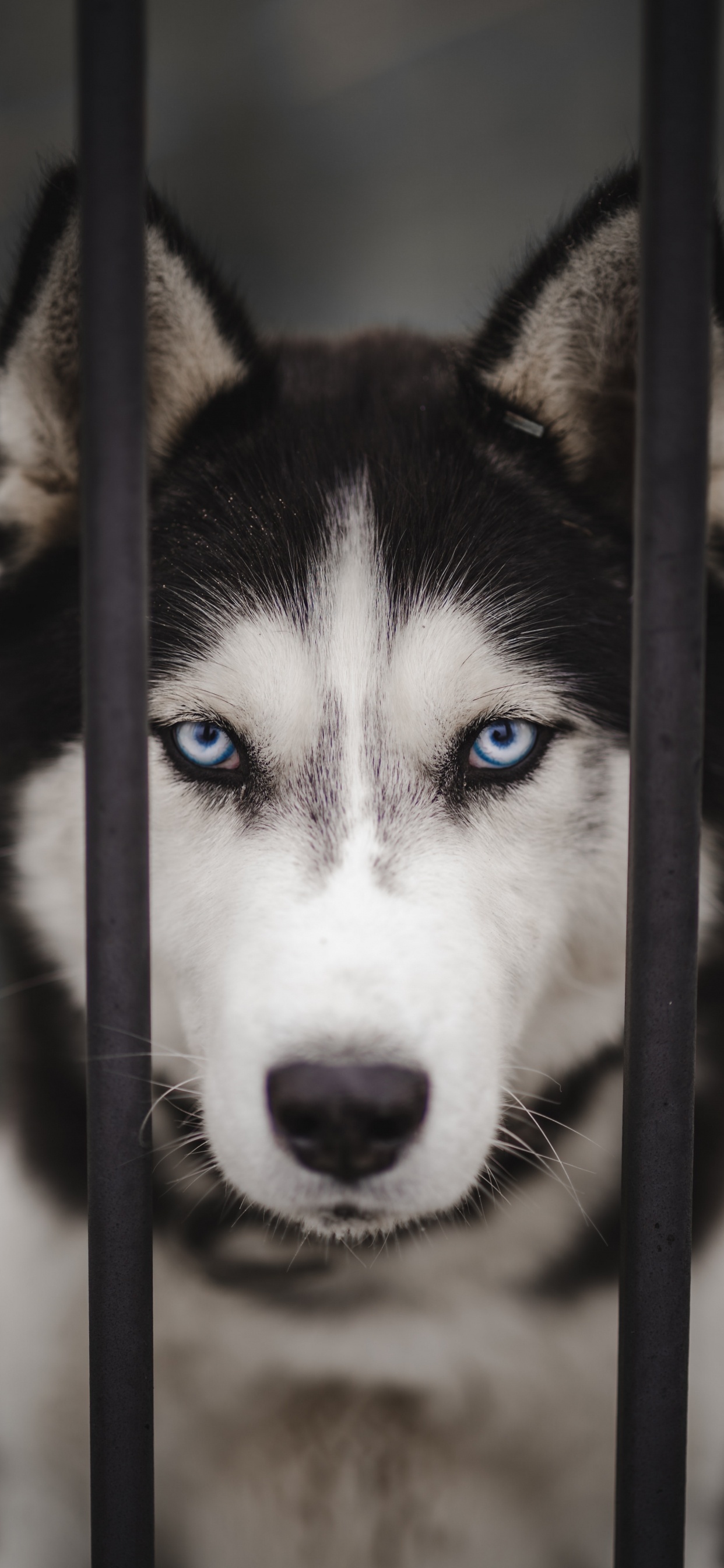 Siberian Husky, Alaskan Malamute, Canadian Inuit Dog, Miniature Siberian Husky, Sakhalin Husky. Wallpaper in 1242x2688 Resolution