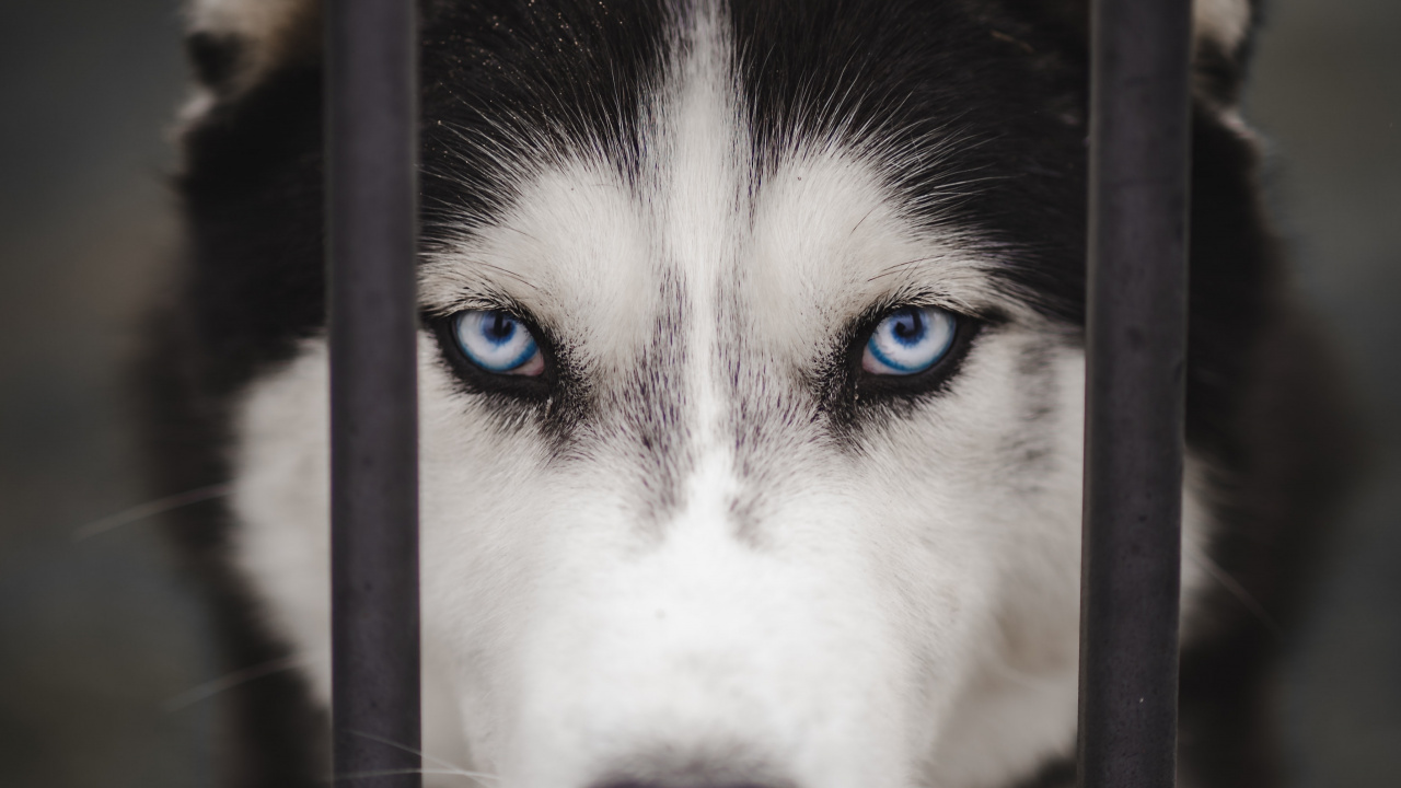 Siberian Husky, Alaskan Malamute, Canadian Inuit Dog, Miniature Siberian Husky, Sakhalin Husky. Wallpaper in 1280x720 Resolution