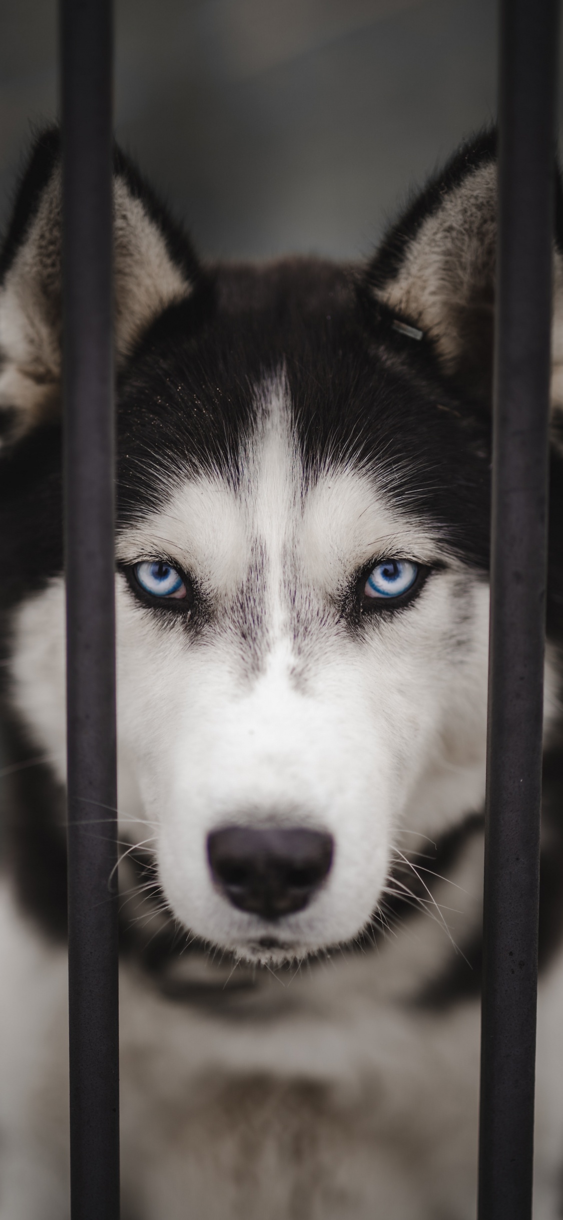 Siberian Husky, Alaskan Malamute, Kanadischer Inuit-Hund, Miniature Siberian Husky, Sakhalin Husky. Wallpaper in 1125x2436 Resolution