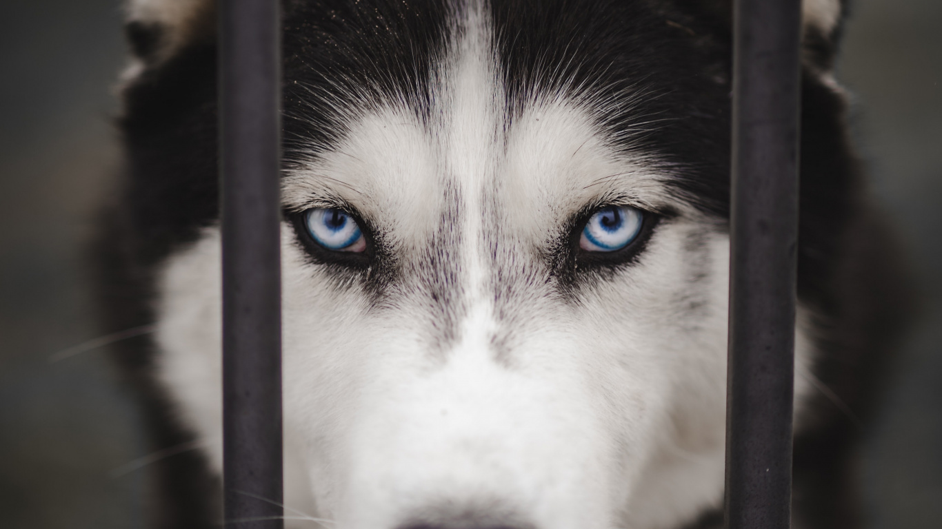 Siberian Husky, Alaskan Malamute, Kanadischer Inuit-Hund, Miniature Siberian Husky, Sakhalin Husky. Wallpaper in 1366x768 Resolution