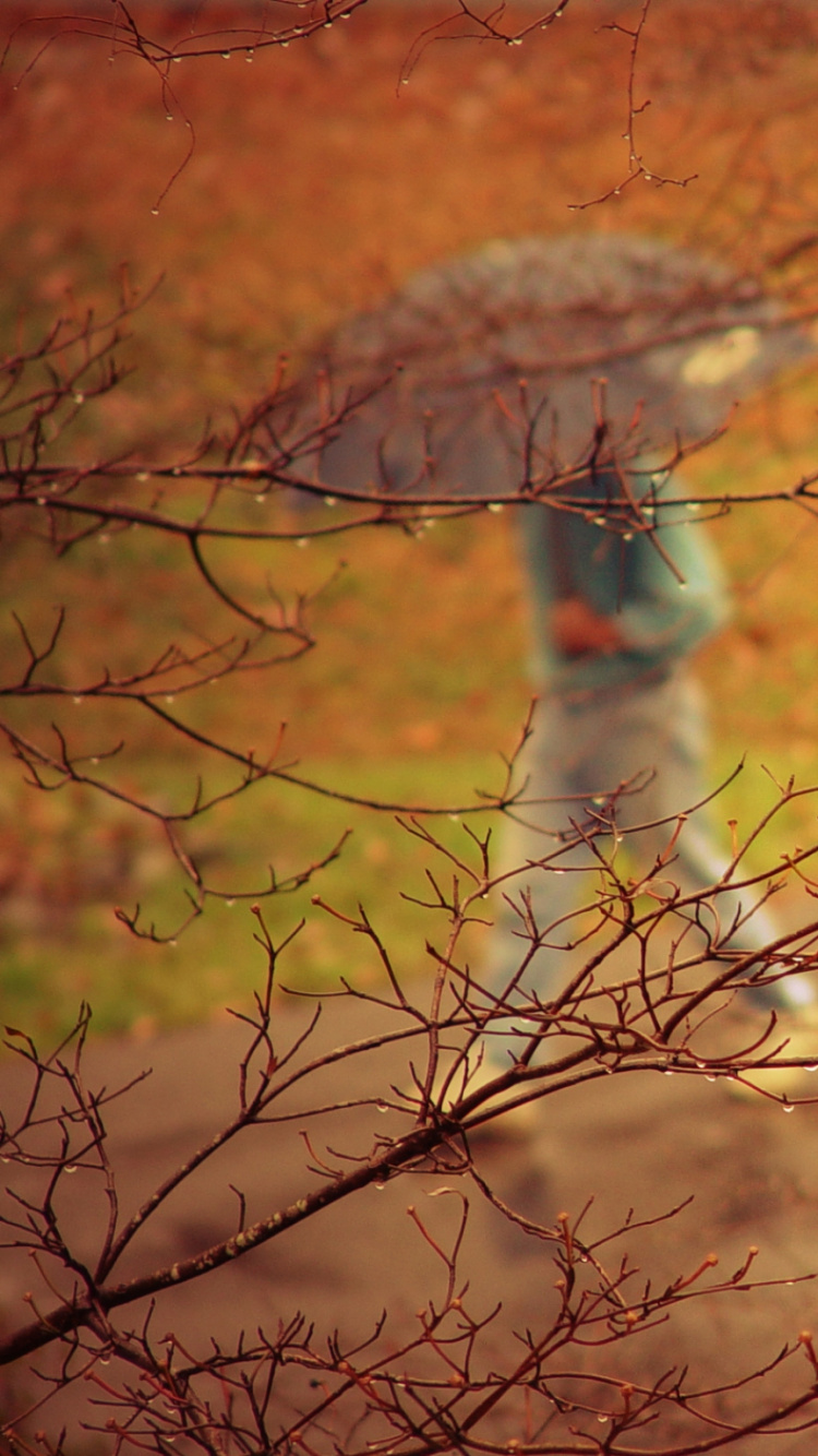 Oiseau Brun Sur Une Branche D'arbre Brun Pendant la Journée. Wallpaper in 750x1334 Resolution