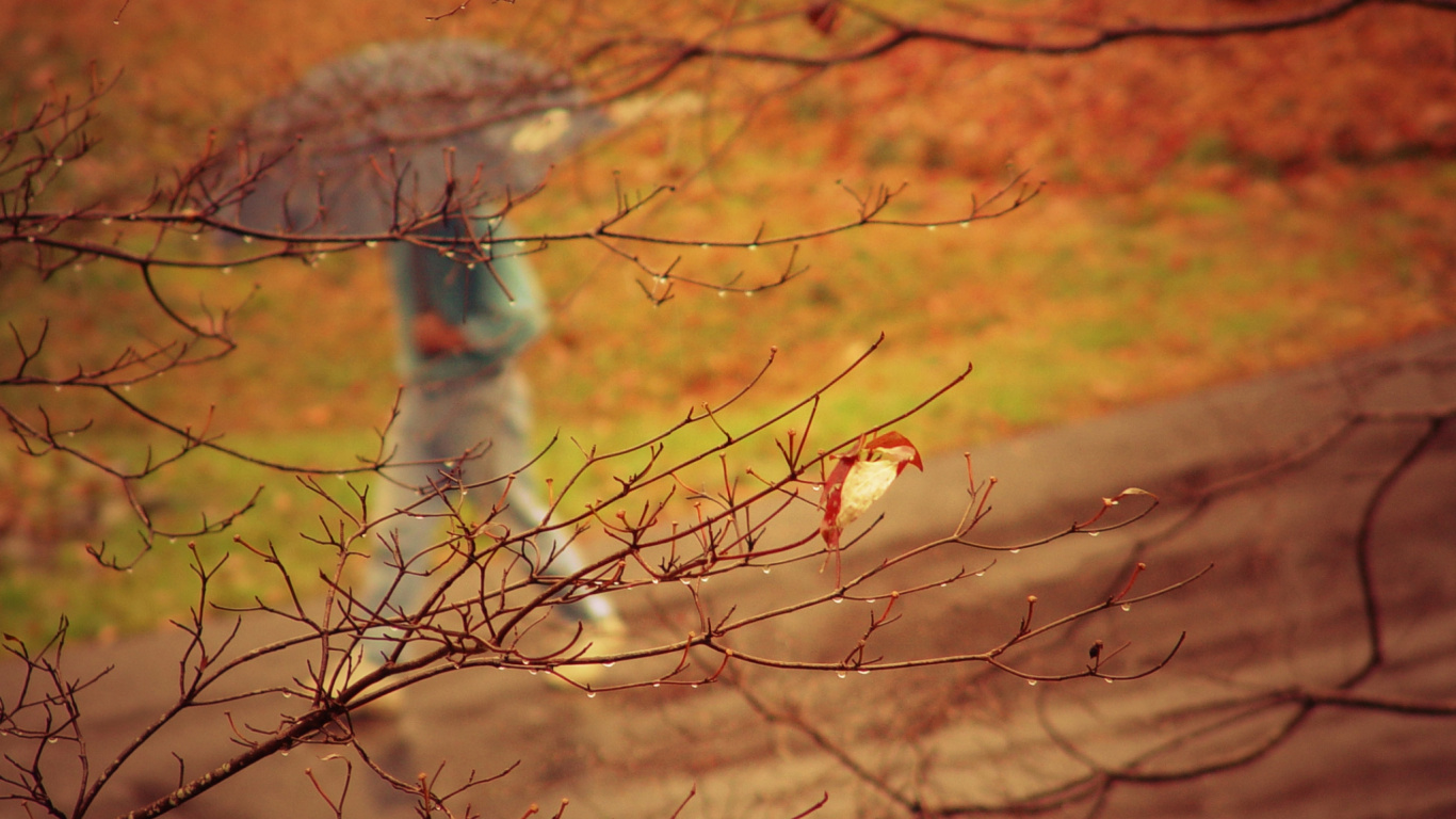 Brown Bird on Brown Tree Branch During Daytime. Wallpaper in 1366x768 Resolution