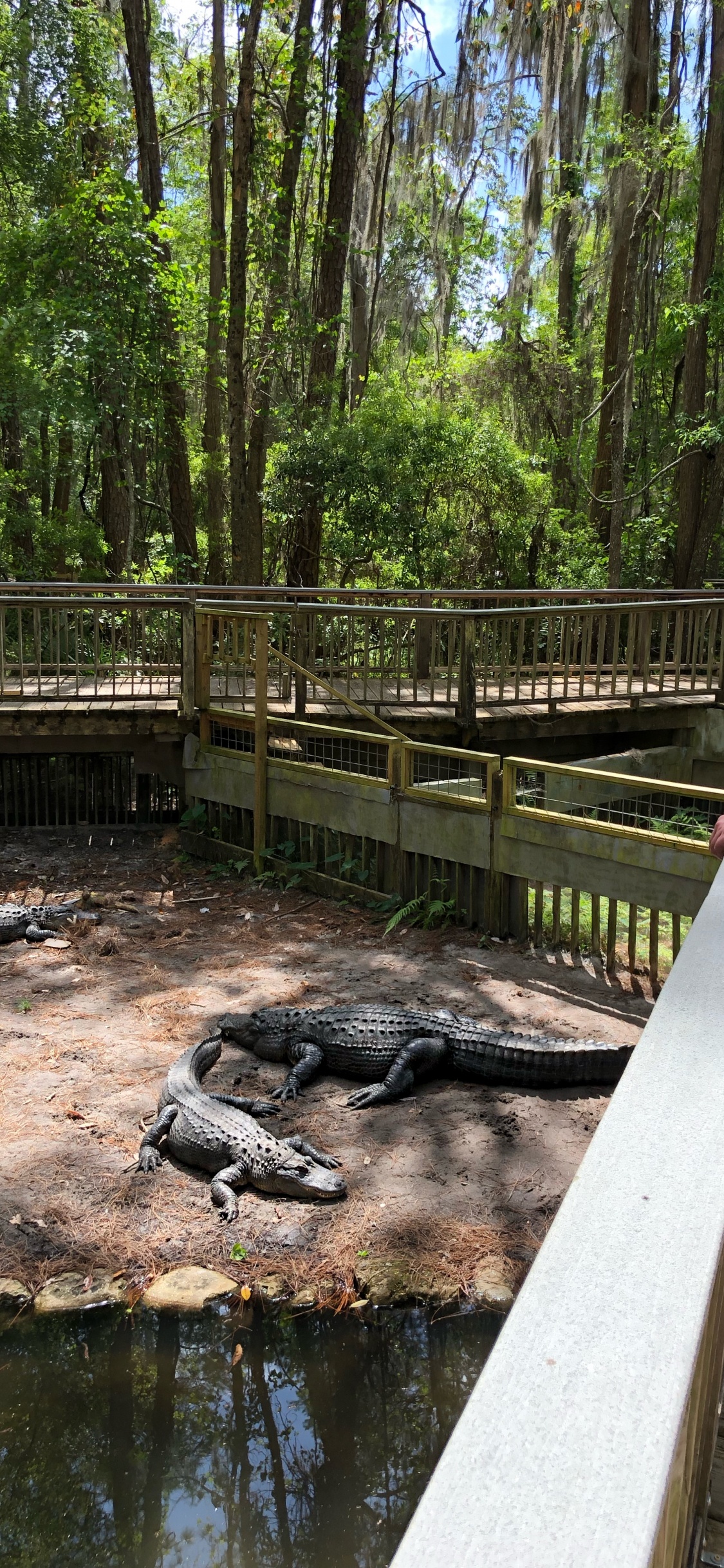 Cocodrilo, Agua, Cuerpo Humano, Estanque, Cortocircuito. Wallpaper in 1125x2436 Resolution