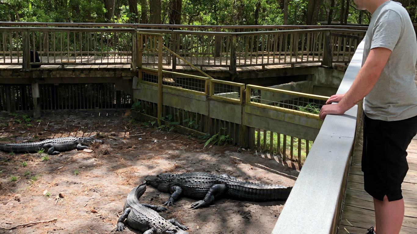 Cocodrilo, Agua, Cuerpo Humano, Estanque, Cortocircuito. Wallpaper in 1366x768 Resolution