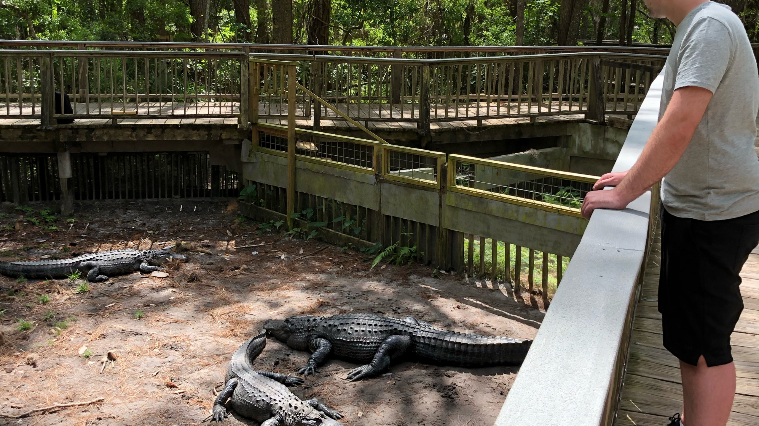 Cocodrilo, Agua, Cuerpo Humano, Estanque, Cortocircuito. Wallpaper in 2560x1440 Resolution