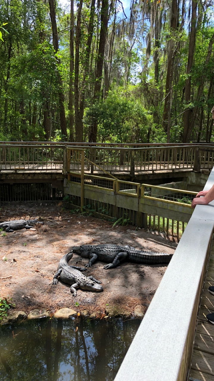 Crocodile, Water, Human Body, Pond, Shorts. Wallpaper in 720x1280 Resolution
