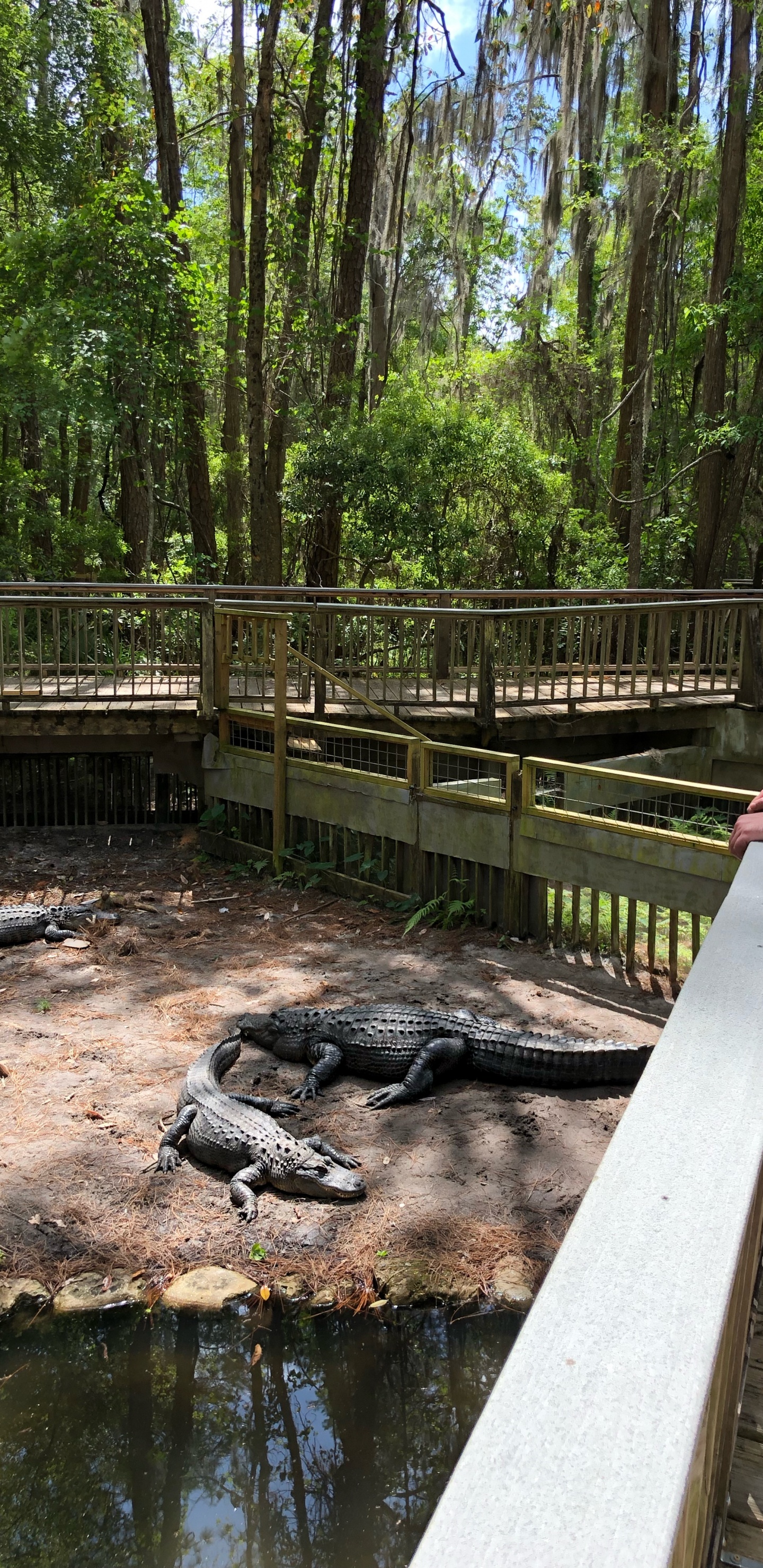 Eau, Corps Humain, Étang, Caleçon, la Réserve Naturelle De. Wallpaper in 1440x2960 Resolution