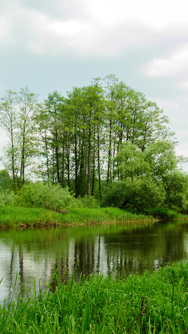 Grüne Bäume am Fluss Unter Weißen Wolken Tagsüber. Wallpaper in 750x1334 Resolution